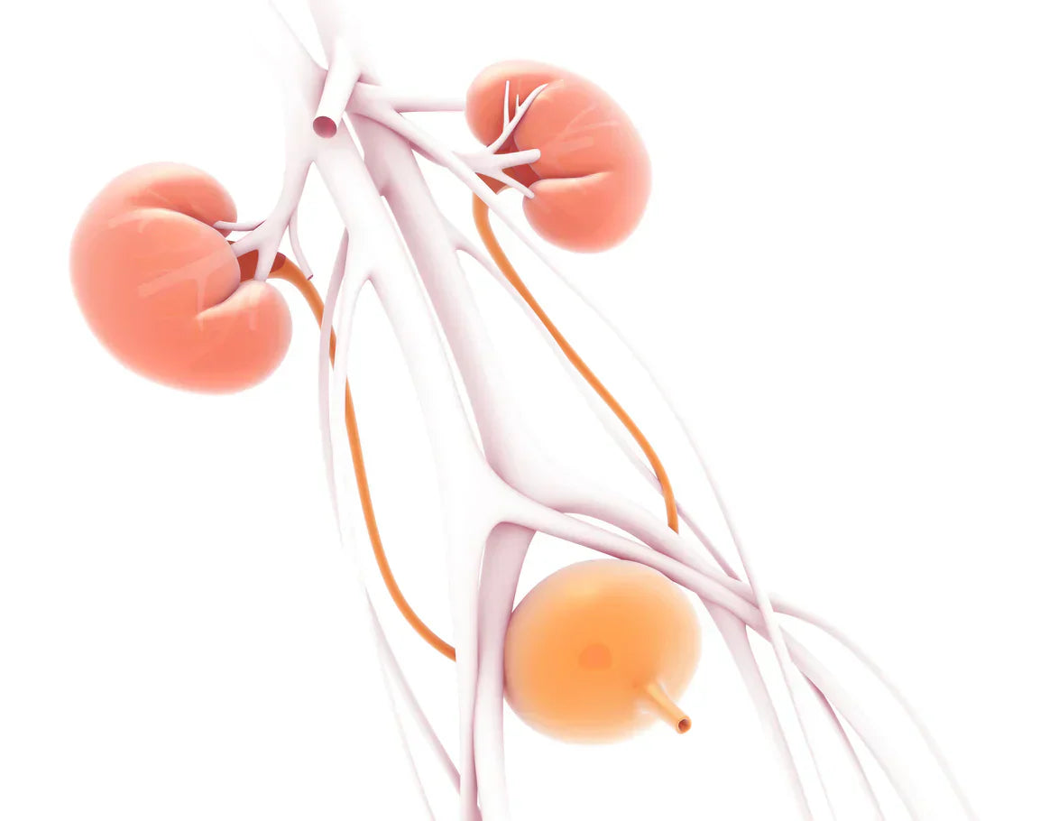 Illustration of kidneys and bladder showing how urine is produced, supporting Oopsie Heroes toilet training for dry nights and bladder awareness